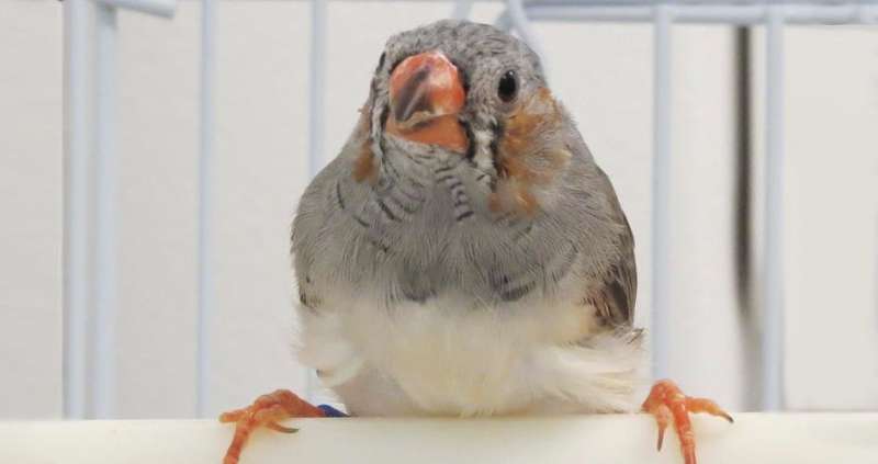 Zebra finches’ social experiences alter their genomic DNA, changing ability to learn