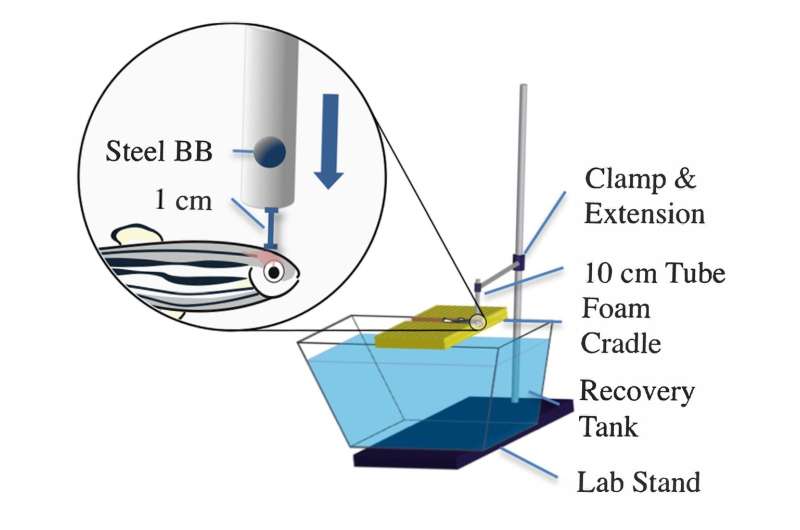 Zebrafish brain repair following concussion