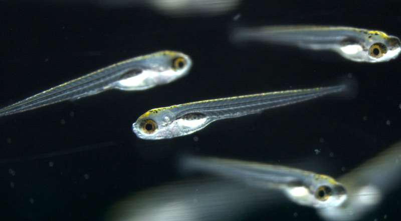 Zebrafish larvae help in search for appetite suppressants