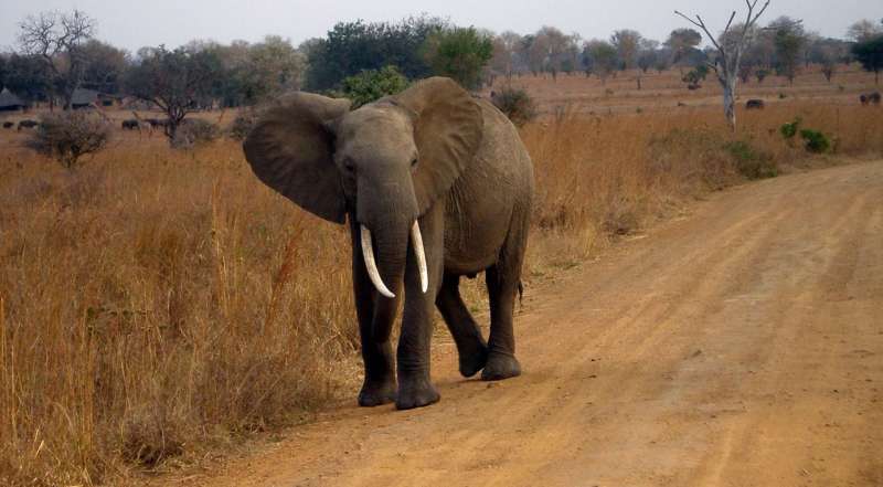 Zombie gene protects against cancer -- in elephants