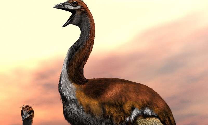 ZSL names world's largest ever bird -- Vorombe titan