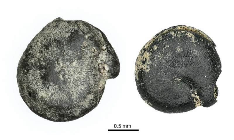 3,000-year-old eastern North American quinoa discovered in Ontario