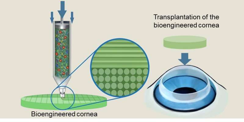 3D printed artificial corneas similar to human ones
