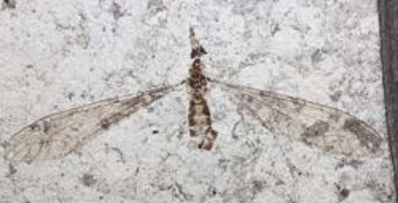 54 million year-old fossil flies yield new insight into the evolution of sight