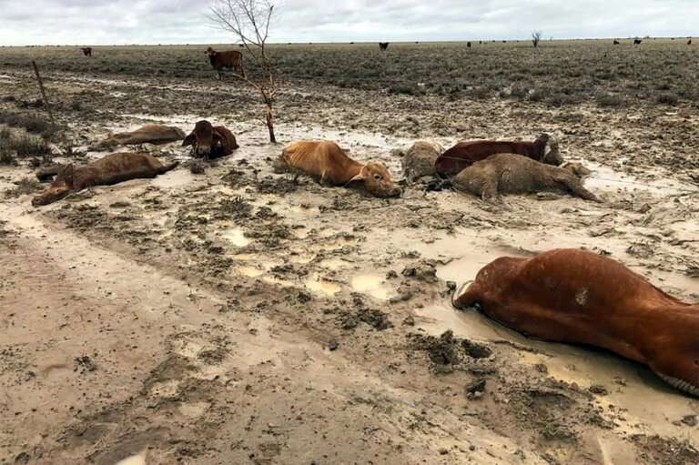 About half of Australia's 25-million strong cattle herd is bred in Queensland state, and graziers say the floods could devastate