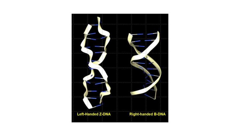 A dynamic genetic code based on DNA shape