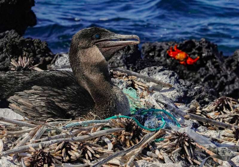 A flightless cormorant  sits on her nest surrounded by plastic waste on a remote island off the coast of Ecuador