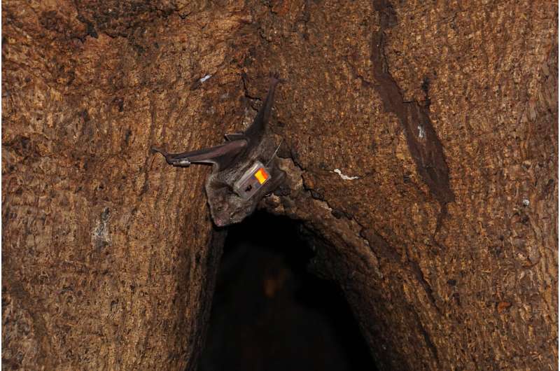 After release into wild, vampire bats keep 'friends' made in captivity