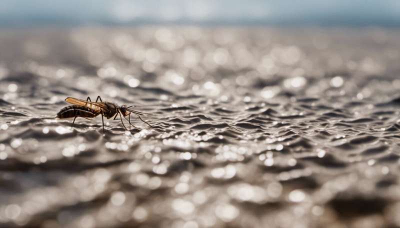 After the floods come the mosquitoes – but the disease risk is more difficult to predict