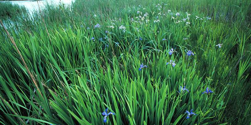 Aggressive, non-native wetland plants squelch species richness more than dominant natives do