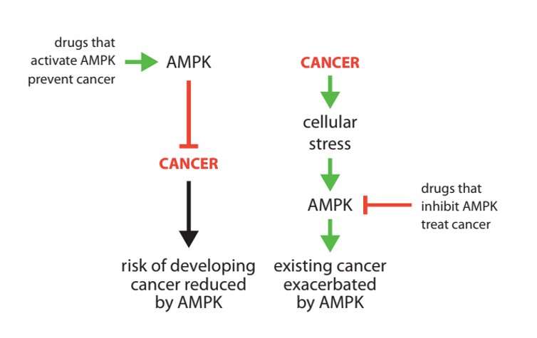 AMPK: new research into cancer's 'good cop/bad cop' protein could help develop more effective drugs