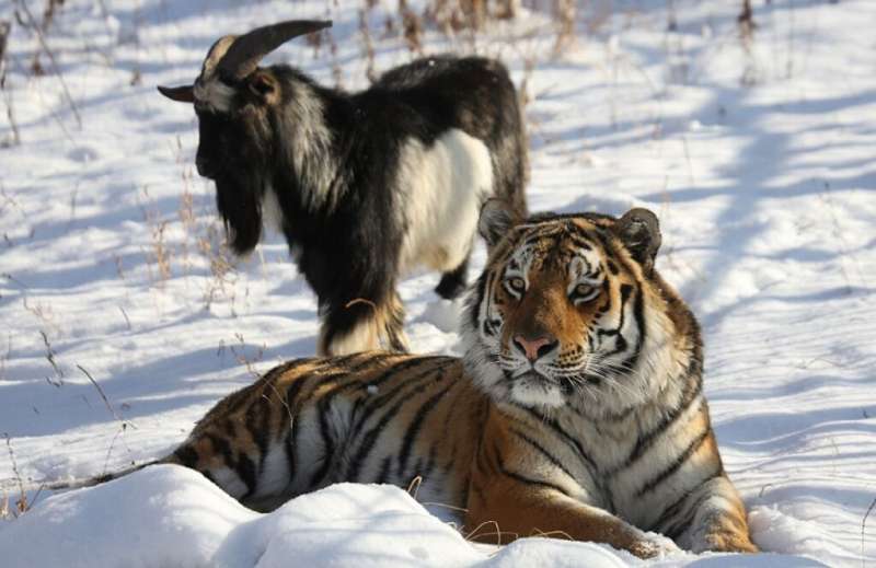 -Amur, a Siberian tiger, shared an enclosure at the Primorye Safari Park with a goat named Timur who died this week