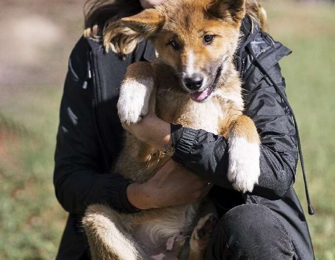 An Australian Dingo Foundation handler shows of Wandi, a rare 100 percent purebred dingo