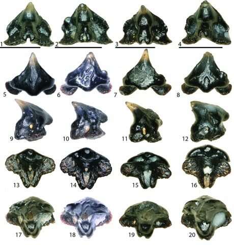 Ancient carpet shark discovered with ‘spaceship-shaped’ teeth