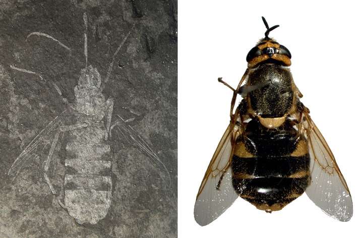 Ancient wasp-mimicking fly from South Korea named after PSY's 'Gangnam Style'
