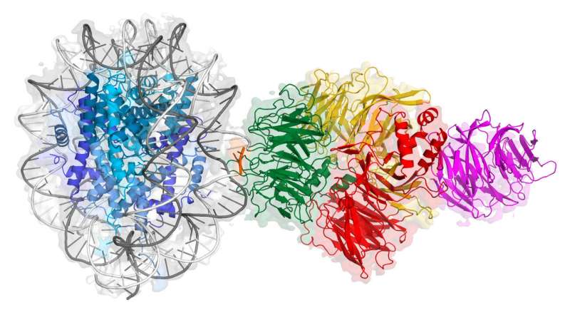 A new mechanism for accessing damaged DNA