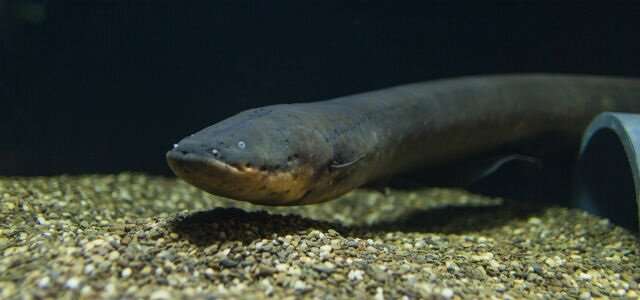 A new species of electric eel produces the highest voltage discharge of any known animal