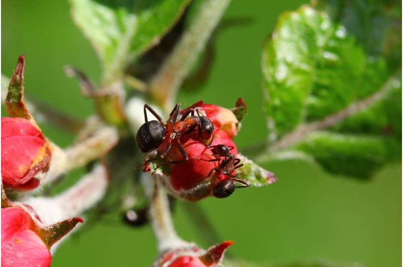 Ants fight plant diseases