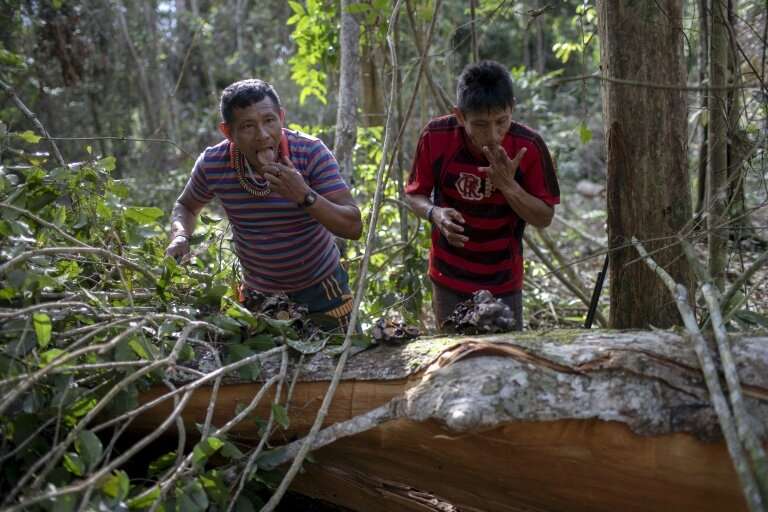 Arara indigenous chief Tatji Arara (R), and another tribe member eat honey found in a tree, which was ilegally cut down, as they
