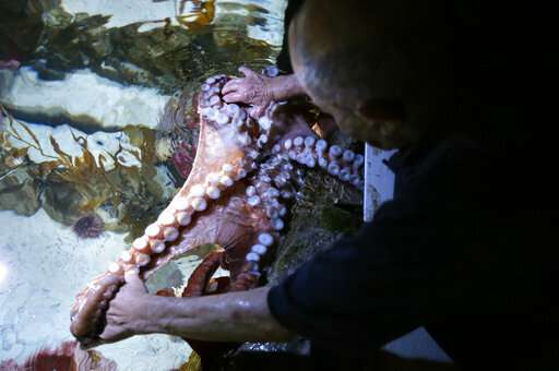 Armed with affection, octogenarian is an 'octopus whisperer'