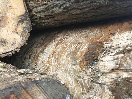 Ash loggers race against time before beetles get them all