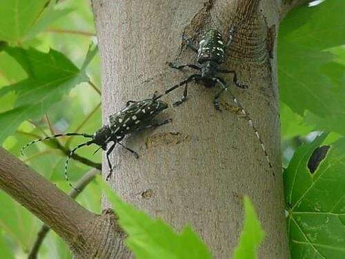 Asian longhorned beetle larvae eat plant tissues that their parents cannot