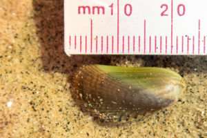 Asian mussel confirmed on British beaches