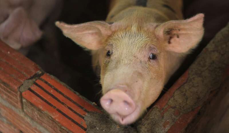 Asian nations scramble to contain pig disease outbreaks