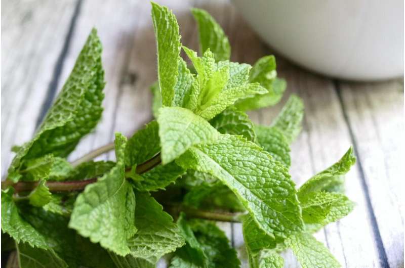 A spoonful of peppermint helps the meal go down