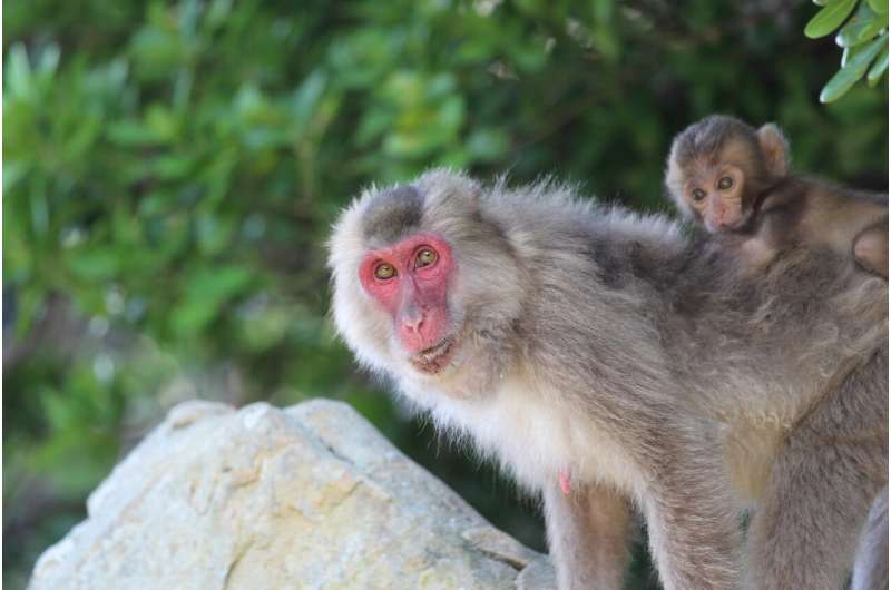 A study in scarlet Japanese macaques