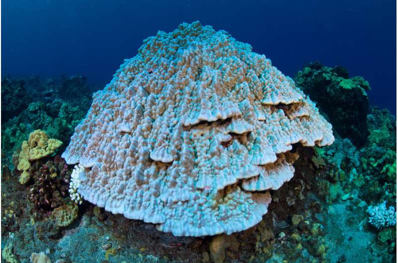 ASU working to save Hawaiian coral reefs during onset of new ocean heatwave