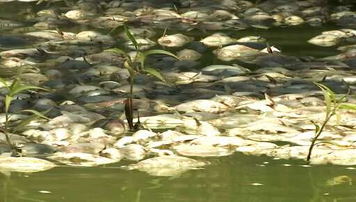 Australian state to pump oxygen into rivers as fish die