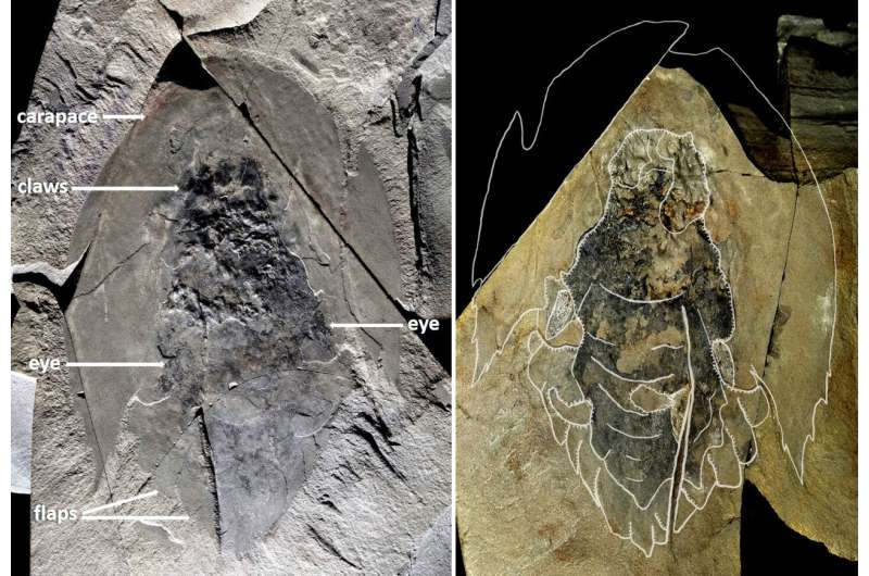 A voracious Cambrian predator, Cambroraster, is a new species from the Burgess Shale