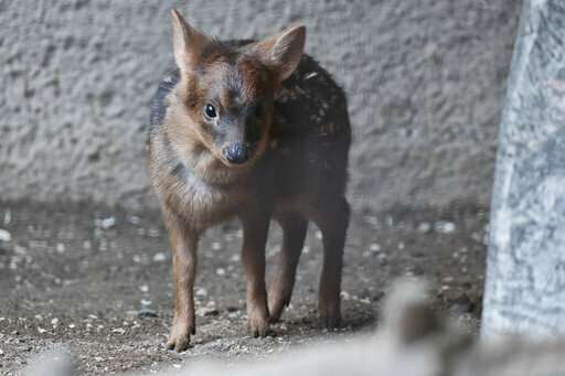 Baby pudu named for Korean pop star debuts at LA Zoo