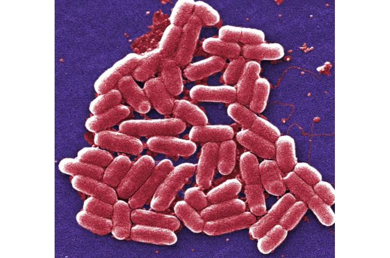 Bacteria bide their time when antibiotics attack