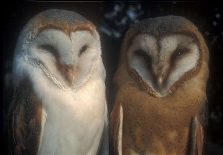 Barn owls reflect moonlight in order to stun their prey