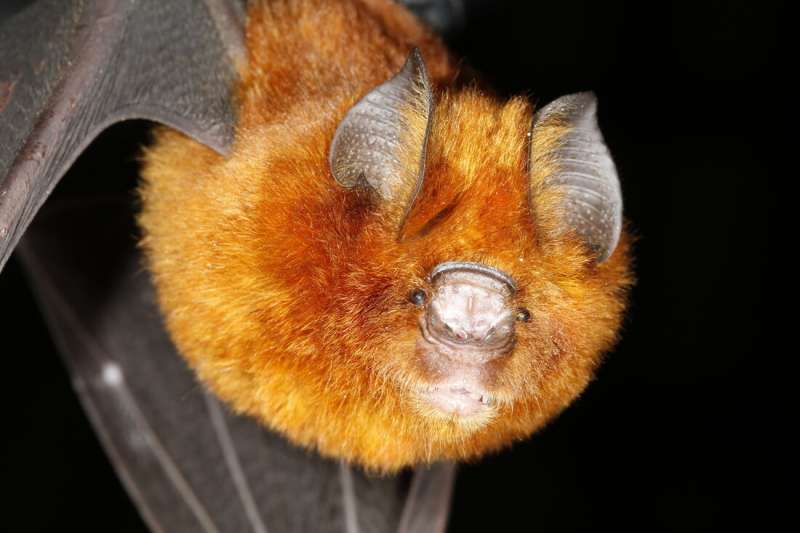 Bats don't rely on gut bacteria the way humans do