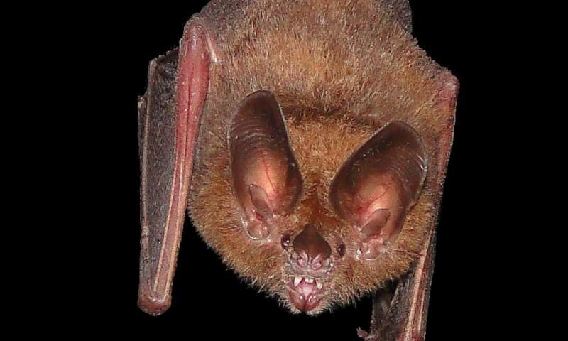 Bats use leaves as mirrors to find prey in the dark