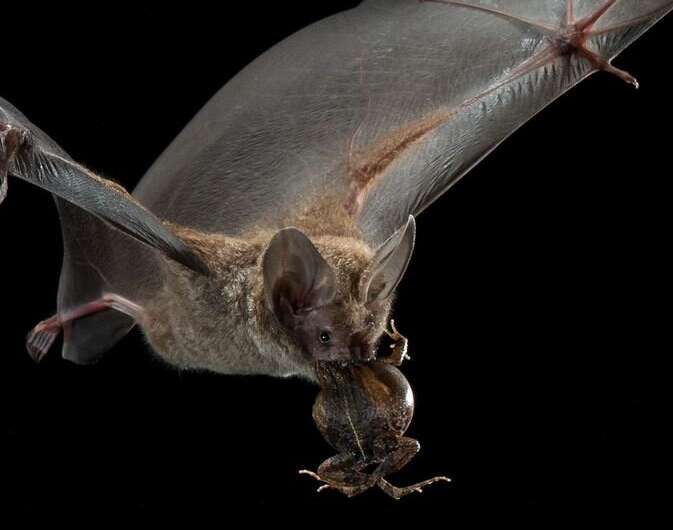 Bats use private and social information as they hunt