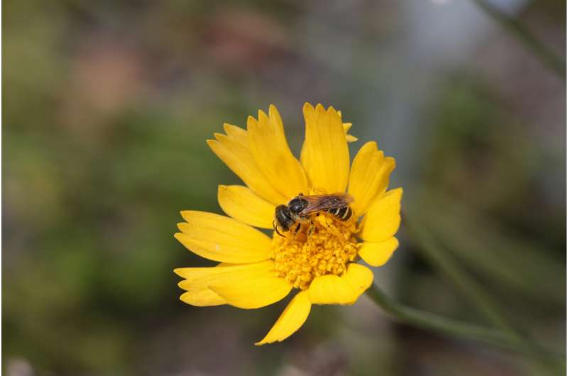 Bee dispersal ability may influence conservation measures