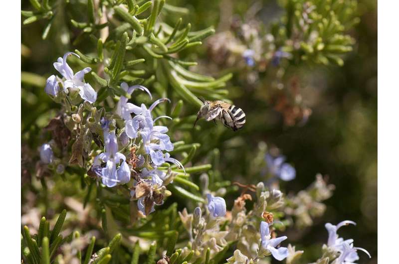 Bee diversity critical to world’s food supply