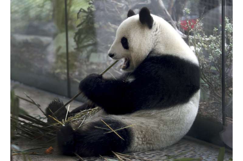 Berlin expects: Zoo's panda pregnant, birth expected soon