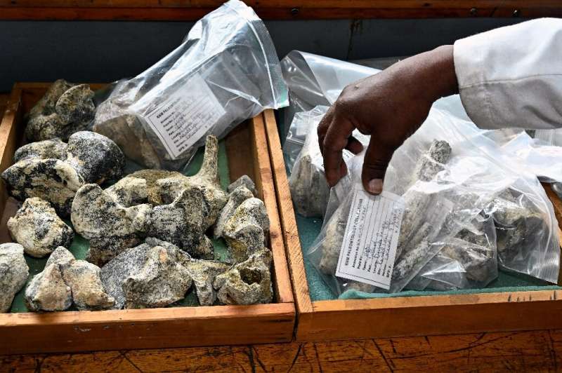 Between 7,000 and 10,000 new fossils arrive at the lab every year, according to paleontologist Job Kibii, of the Nairobi Nationa