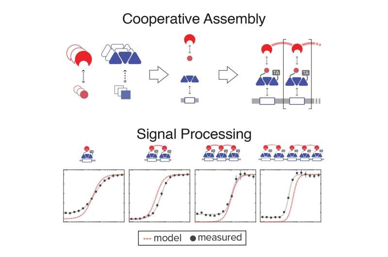 Bioengineers add cooperative molecules to their toolkit for programming signal processing