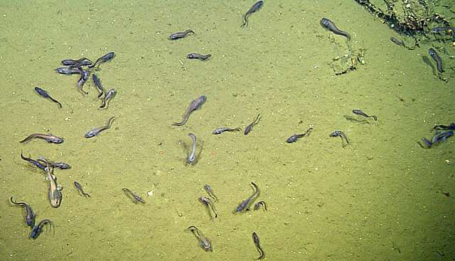 Biologists discover deep-sea fish living where there is virtually no oxygen