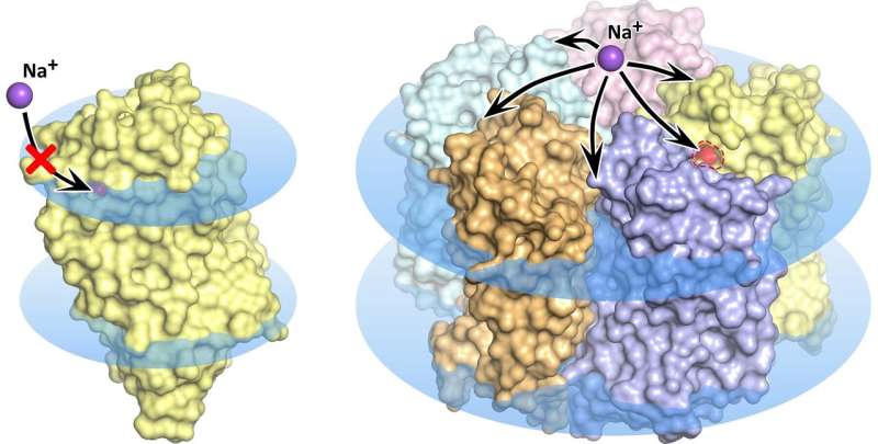 Biophysicists resolve true structure of highly promising optogenetic protein KR2 rhodopsin