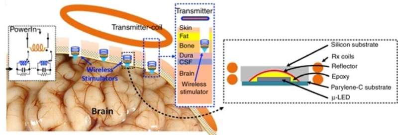 Biotechnology: Using wireless power to light up tiny neural stimulators