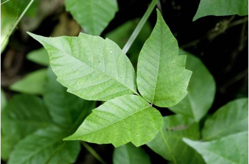 Blocking proteins could ease unrelenting poison ivy itch, mouse study shows