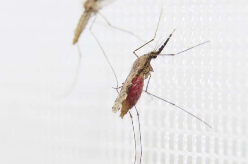 Botox cousin can reduce malaria in an environmentally friendly way