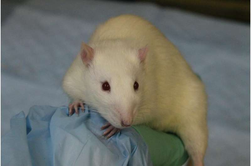 Brain circuit controls individual responses to temptation in rats